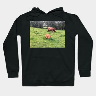 Scottish Highland Cattle Calf 1822 Hoodie